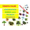 Logo vendita palme