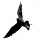 Logo piccolo dell'attività Allontanamento volatili con falchi