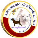 Logo Allevamento Beagle e Volpino Italiano