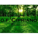 Logo Onoranze Funebri Cipriano Frigento