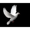 Logo Godswill Ventures S.n.c. di Ikpe Pius Kalu e C