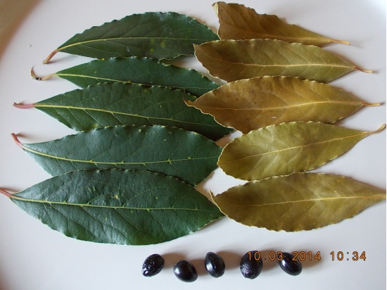 ALLORO IN FOGLIE FRESCHE (Laurus Nobilis):(€.2,0...