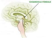 La Ghiandola Pineale, il terzo occhio che regola i cicli cicardiani degli altri ormoni