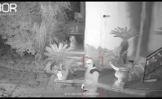 Carinola (CE) Malintenzionato sorpreso a girovagare nel giardino di un'abitazione allontanato da BOR - YouTube