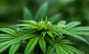 Polemiche sull’introduzione della Cannabis ad uso medico